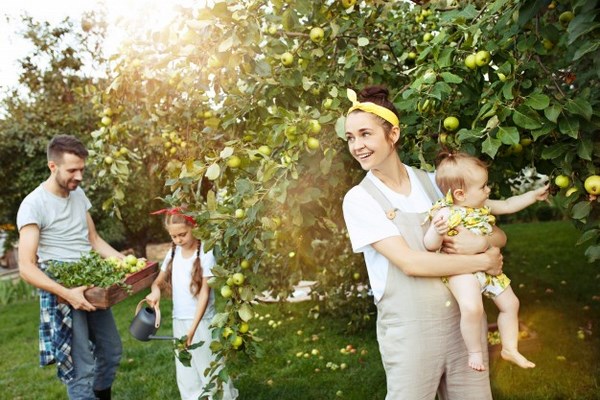 На фото – семья собирает яблоки